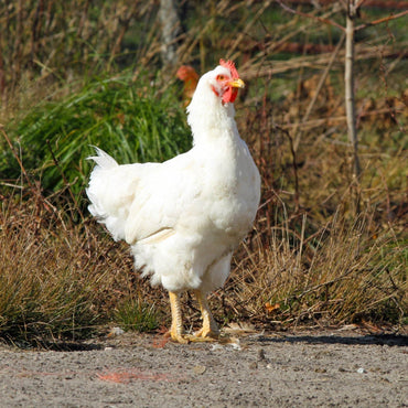 Take Charge of Your Own Health by Eating Clean and Essential Meats and Eggs with Creswick Farms