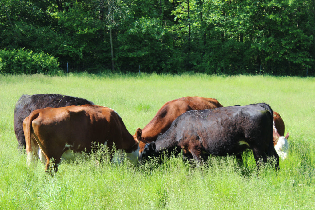 Is it 'Salad Bar Beef' or Grass-Fed?