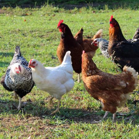 The Added Health Benefits of Free-Range Eggs