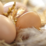 Creswick Farm's Eggs Lying Among Feathers And Straw